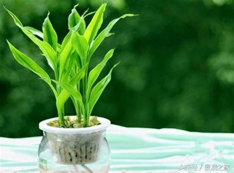 室內水生植物盆栽|室內水生植物有哪些：六種水生植物介紹（附圖）